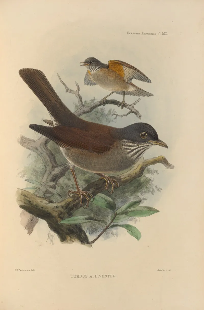 Turdus Albiventer by Henry Seebohm - Canvas Print
