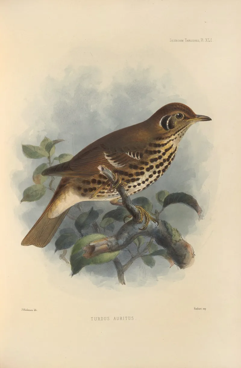 Turdus Auritus by Henry Seebohm - Canvas Print