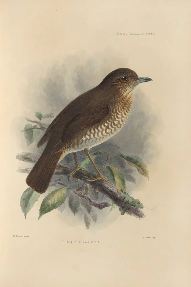 Turdus Bewsheri by Henry Seebohm - Canvas Print