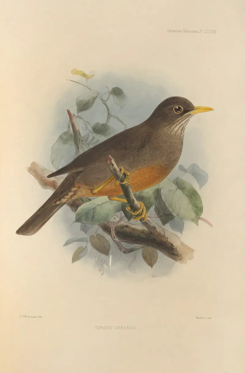 Turdus Cabanisi by Henry Seebohm - Canvas Print