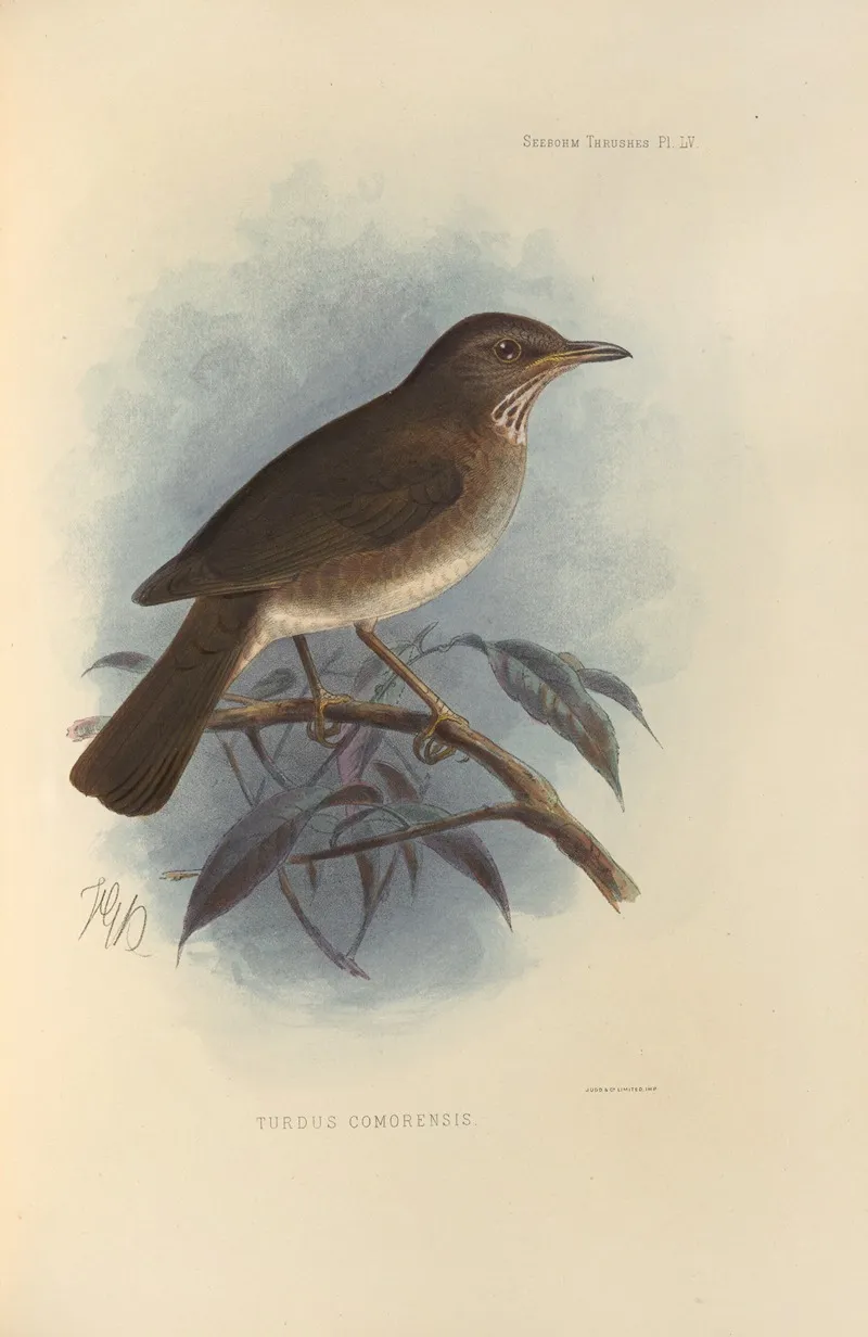 Turdus Comorensis by Henry Seebohm - Canvas Print
