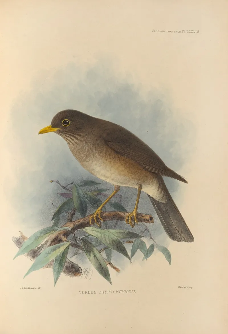 Turdus Cryptopyrrhus by Henry Seebohm - Canvas Print