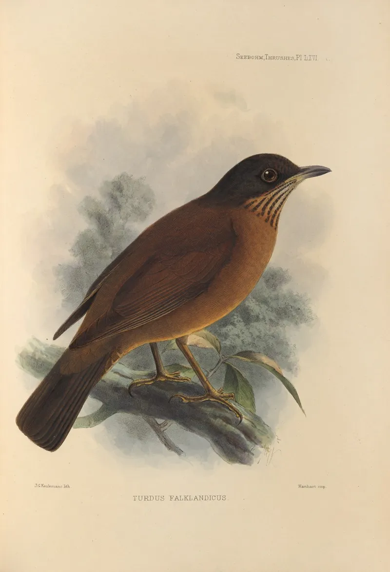 Turdus Falklandicus by Henry Seebohm - Canvas Print