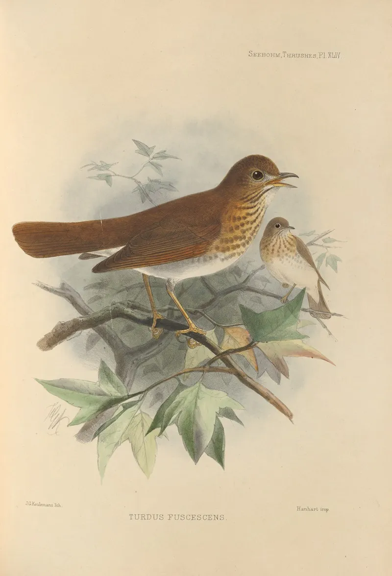 Turdus Fuscescens by Henry Seebohm - Canvas Print