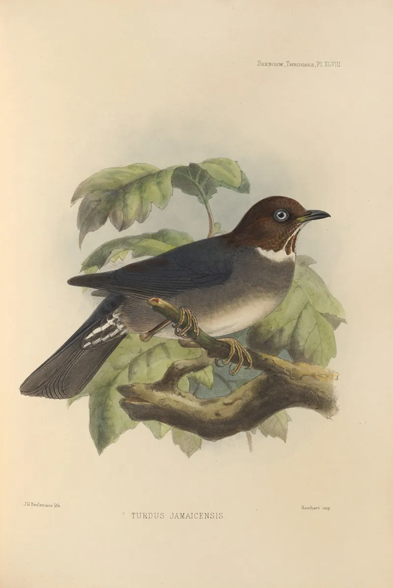 Turdus Jamaicensis by Henry Seebohm - Canvas Print