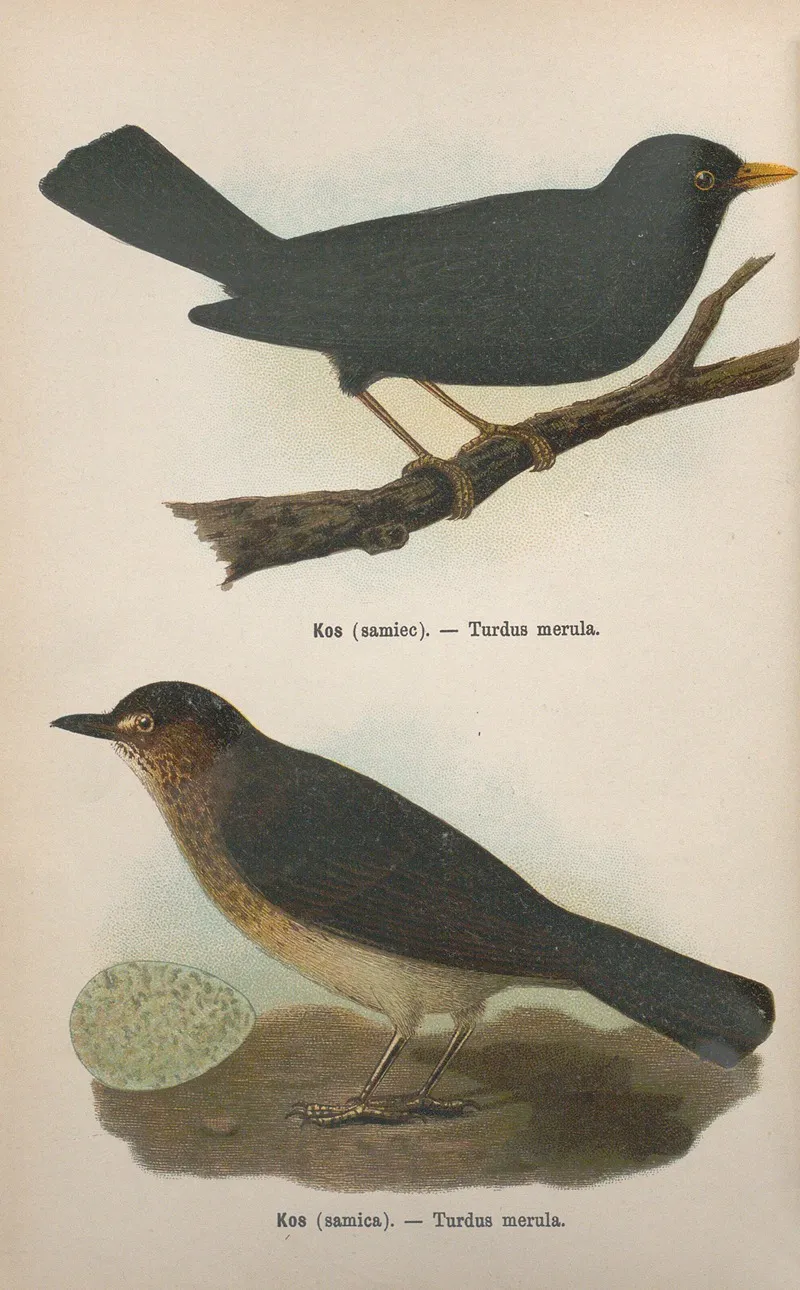 Turdus Merula Turdus Merula