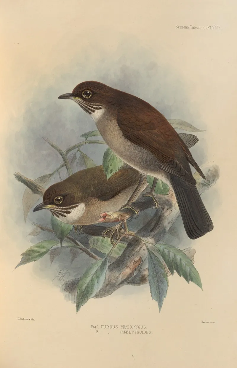 Turdus Phaeopygus Turdus Phaeopygoides by Henry Seebohm - Canvas Print