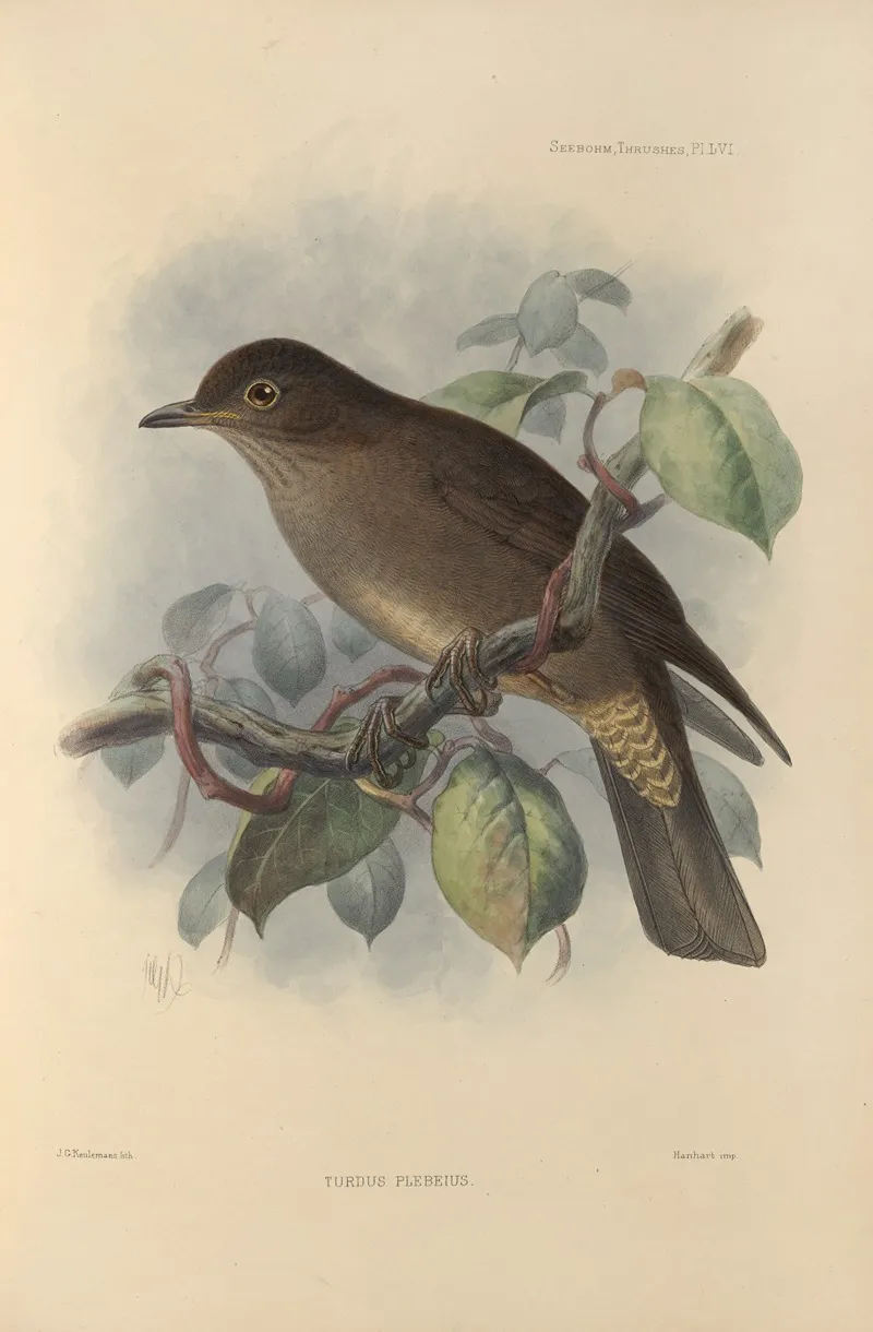 Turdus Plebeius