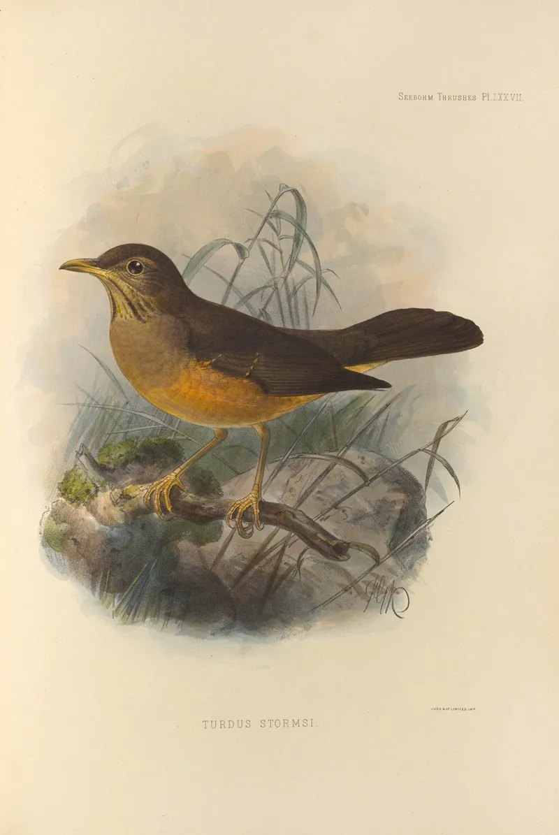 Turdus Stormsi by Henry Seebohm - Canvas Print