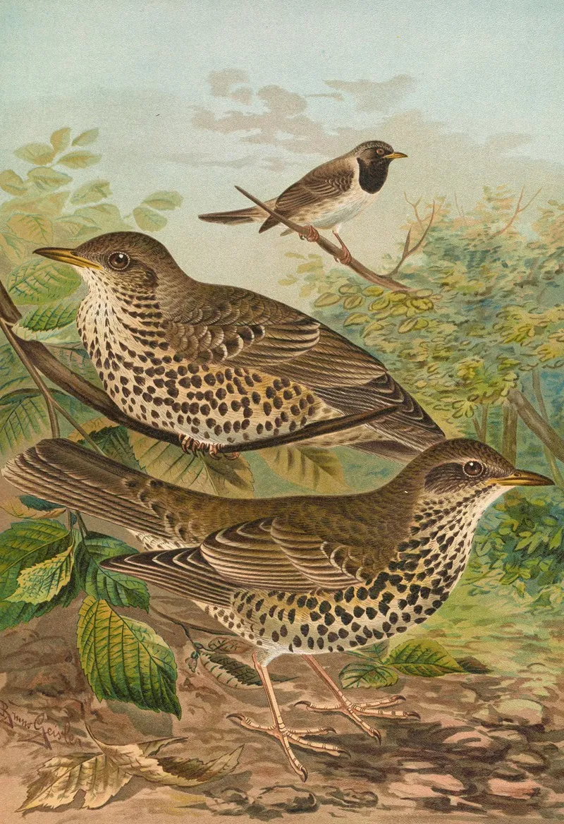 Turdus Viscivorus Turdus Atrigularis