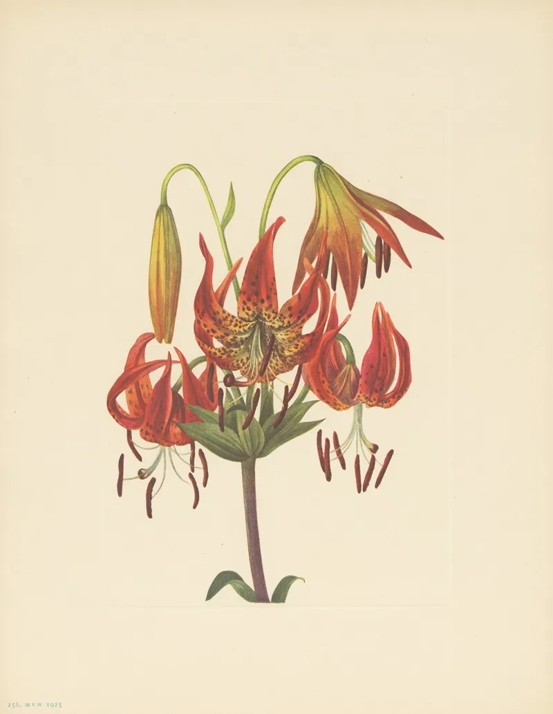 Turkscap Lily Lilium Superbum 2