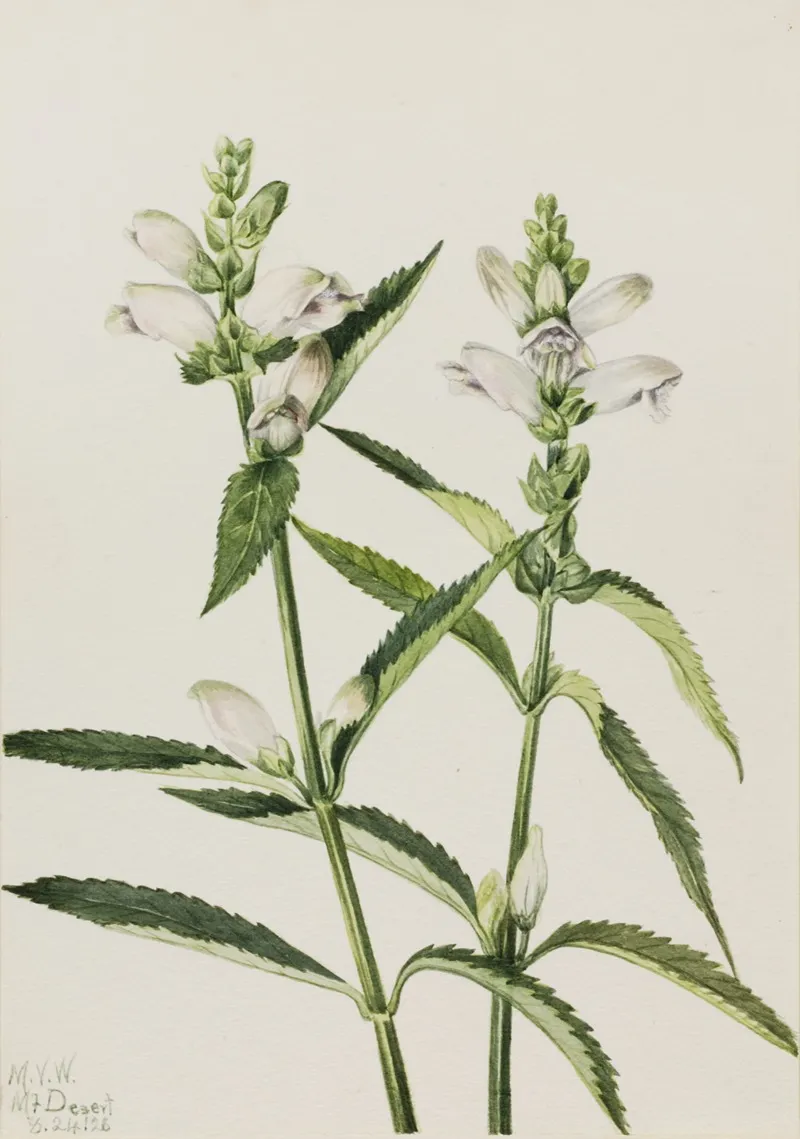 Turtlehead Chelone Glabra 2