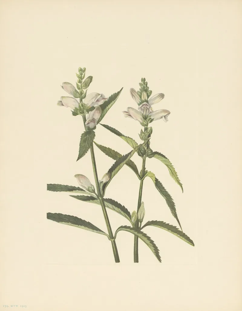Turtlehead Chelone Glabra 4