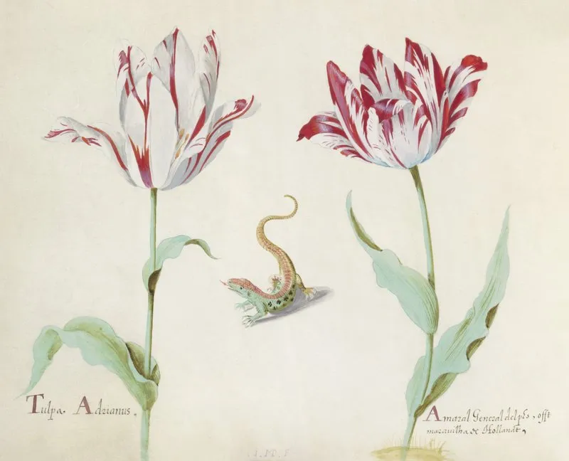 Twee Tulpen Met Salamander Tulpa Adrianus Amaral General Delphs