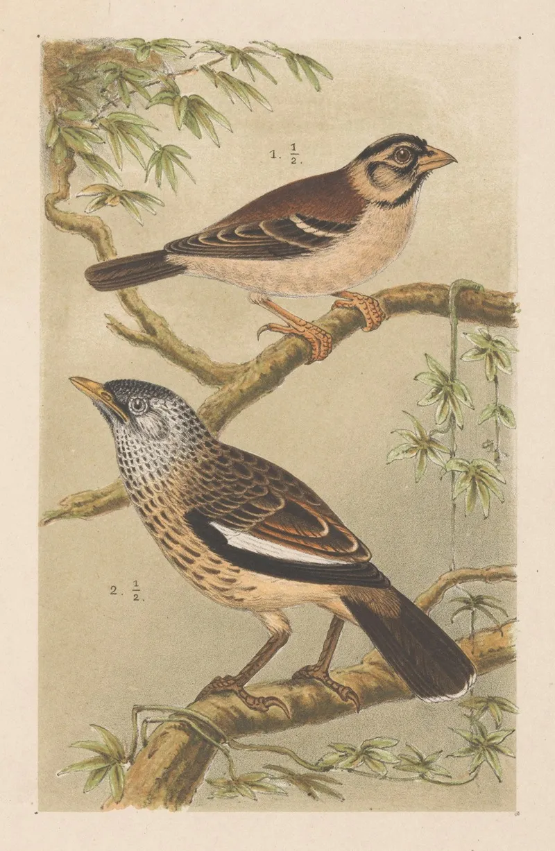 Twee Vogels Op Takken