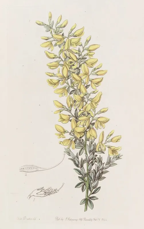 Twiggy Broom by Sydenham Edwards - Canvas Print