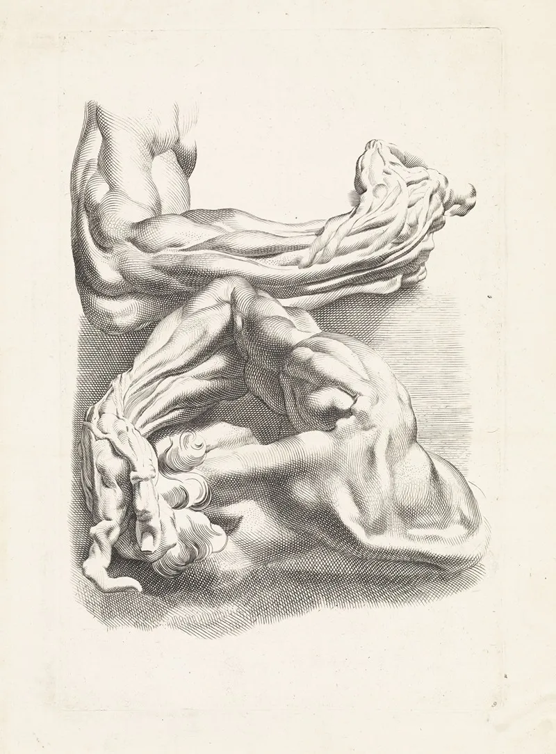 Two Anatomical Studies Of Arms by Paulus Pontius - Canvas Print