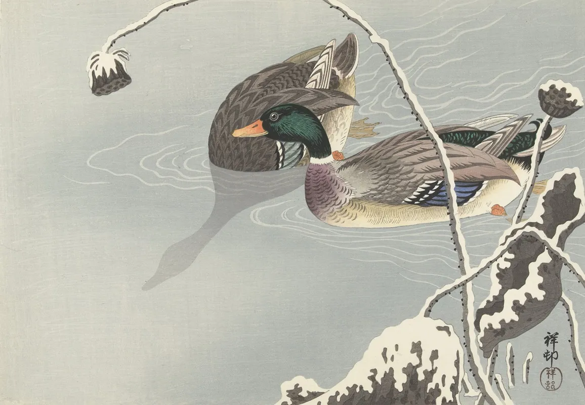 Two Mallards Near A Snow Covered Lotus by Ohara Koson - Canvas Print