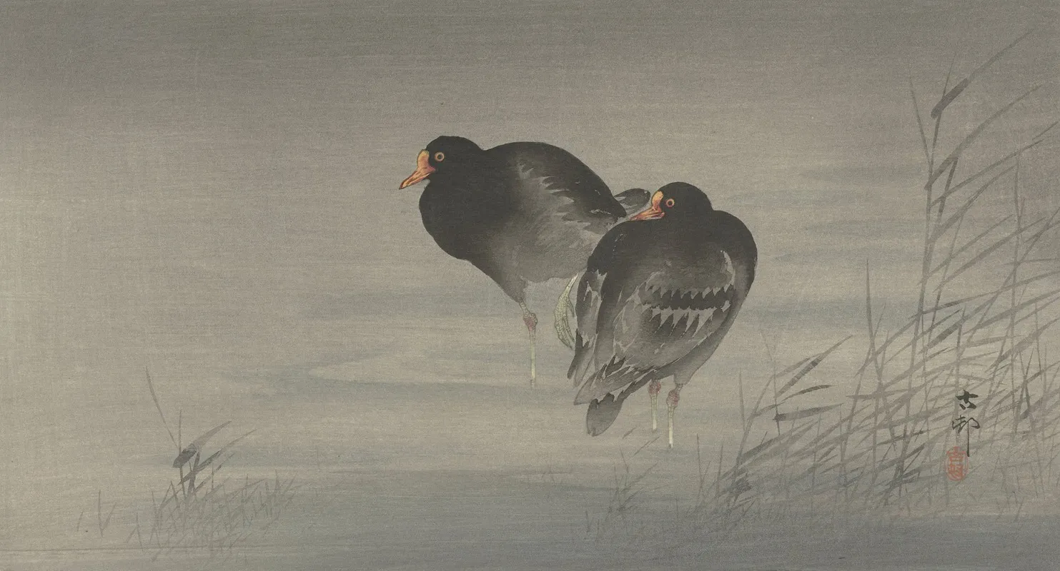 Two Moorhens