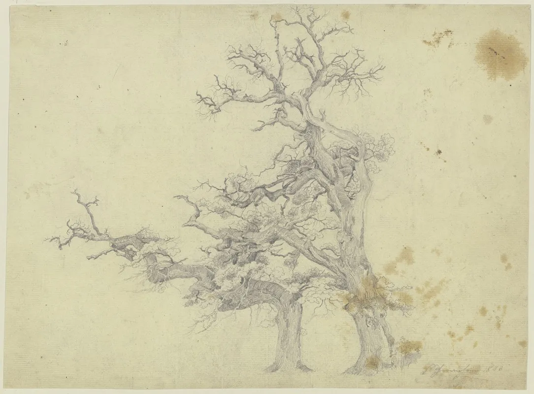 Two Old Trees