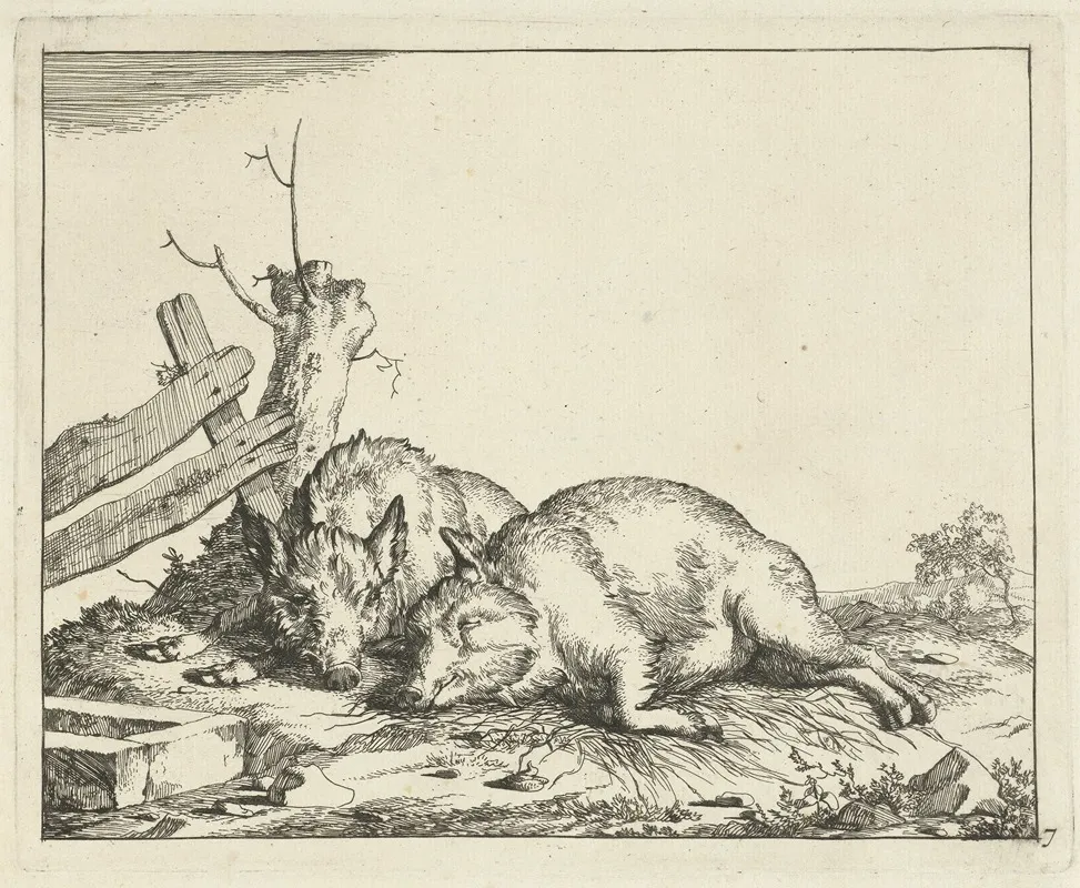 Two Pigs Lying By A Fence by Marcus de Bye - Canvas Print