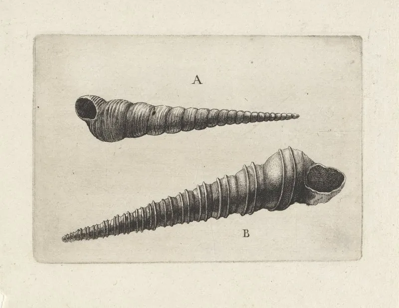Two Screw Shells Turritella Spp