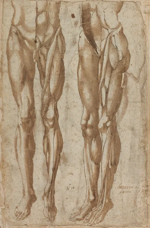Two Studies Of A Flayed Man Recto by Bartolommeo da Arezzo - Canvas Print