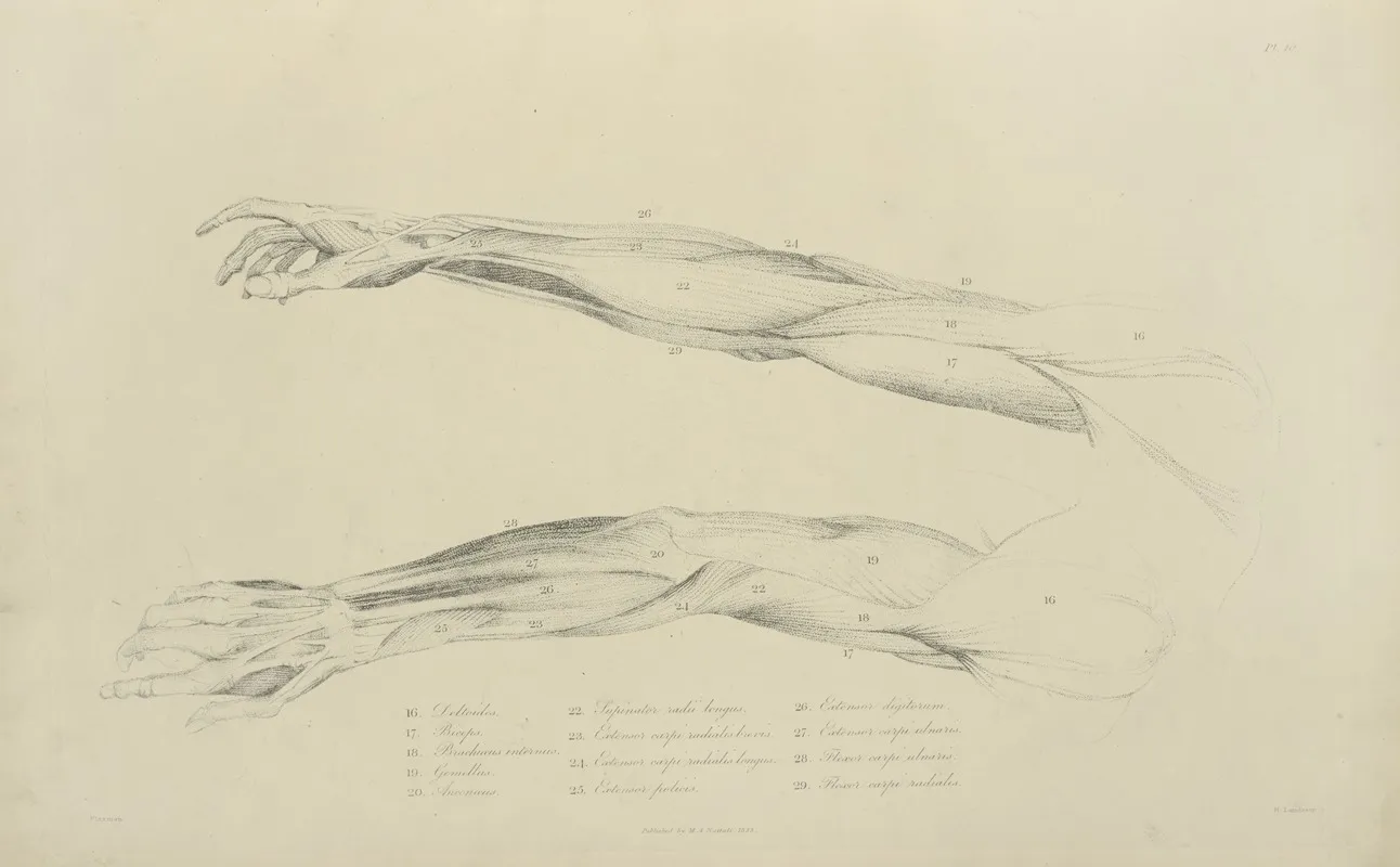 Two Views Of Musculature Of The Arm by M.A. Nattali - Canvas Print