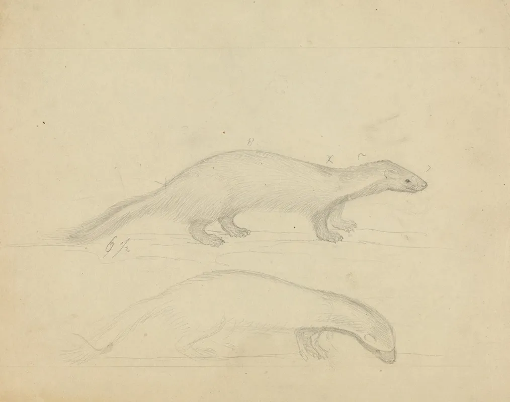 Two Weasels 2