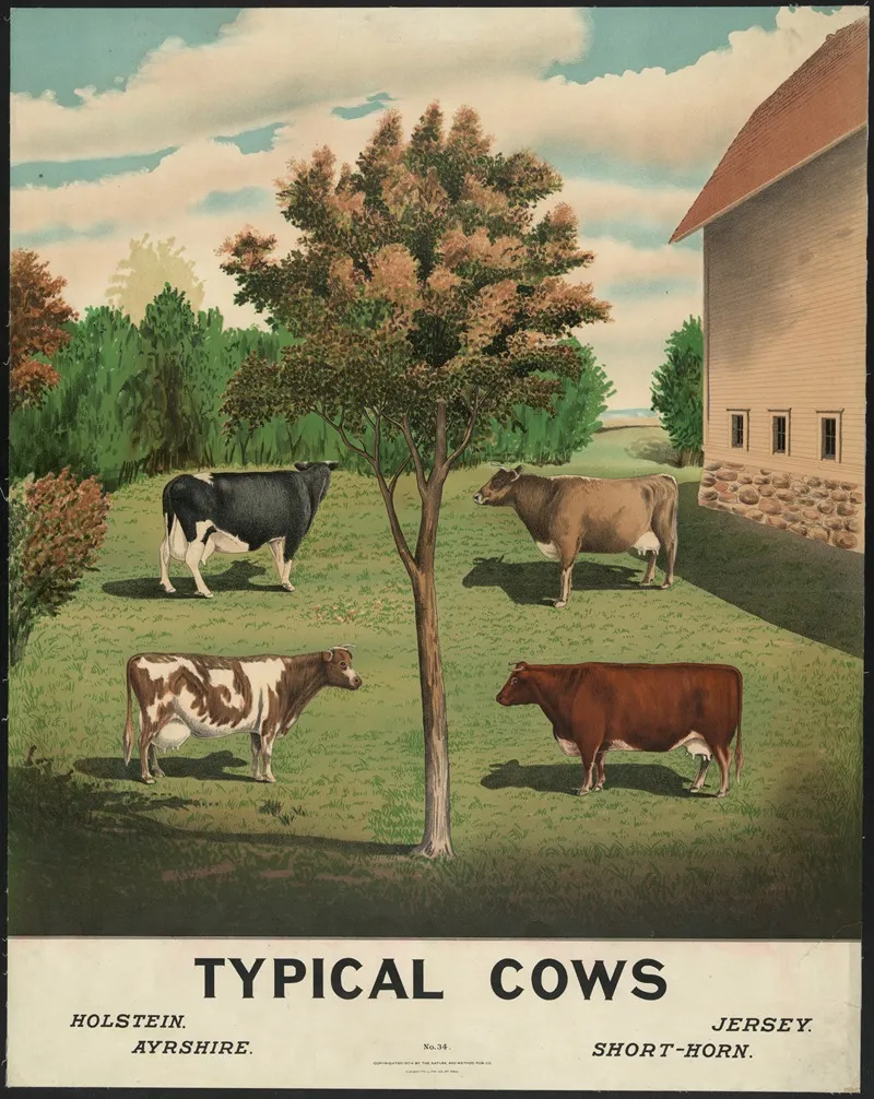 Typical Cows