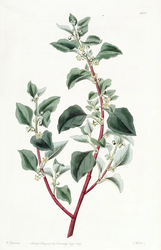 Unattractive Polygonus