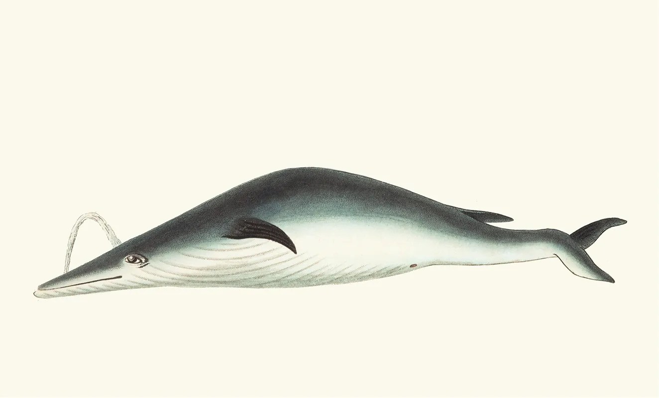 Under Jawed Mysticete