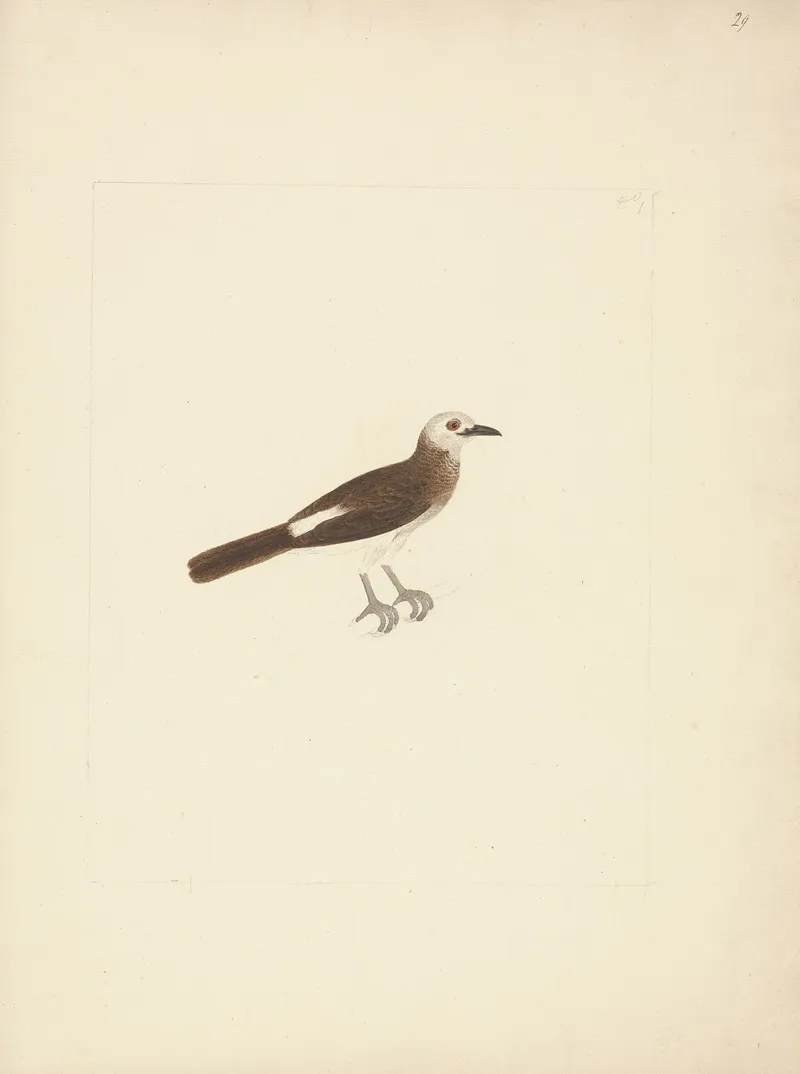 Unidentified Bird