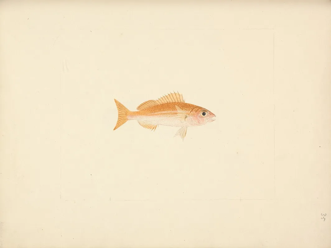 Unidentified Fish 11