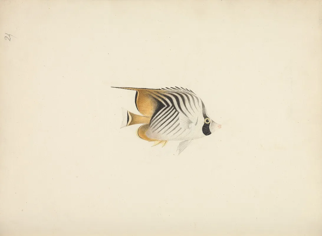 Unidentified Fish 13