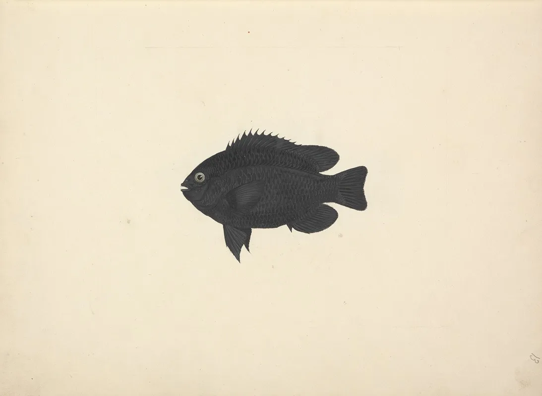 Unidentified Fish 16