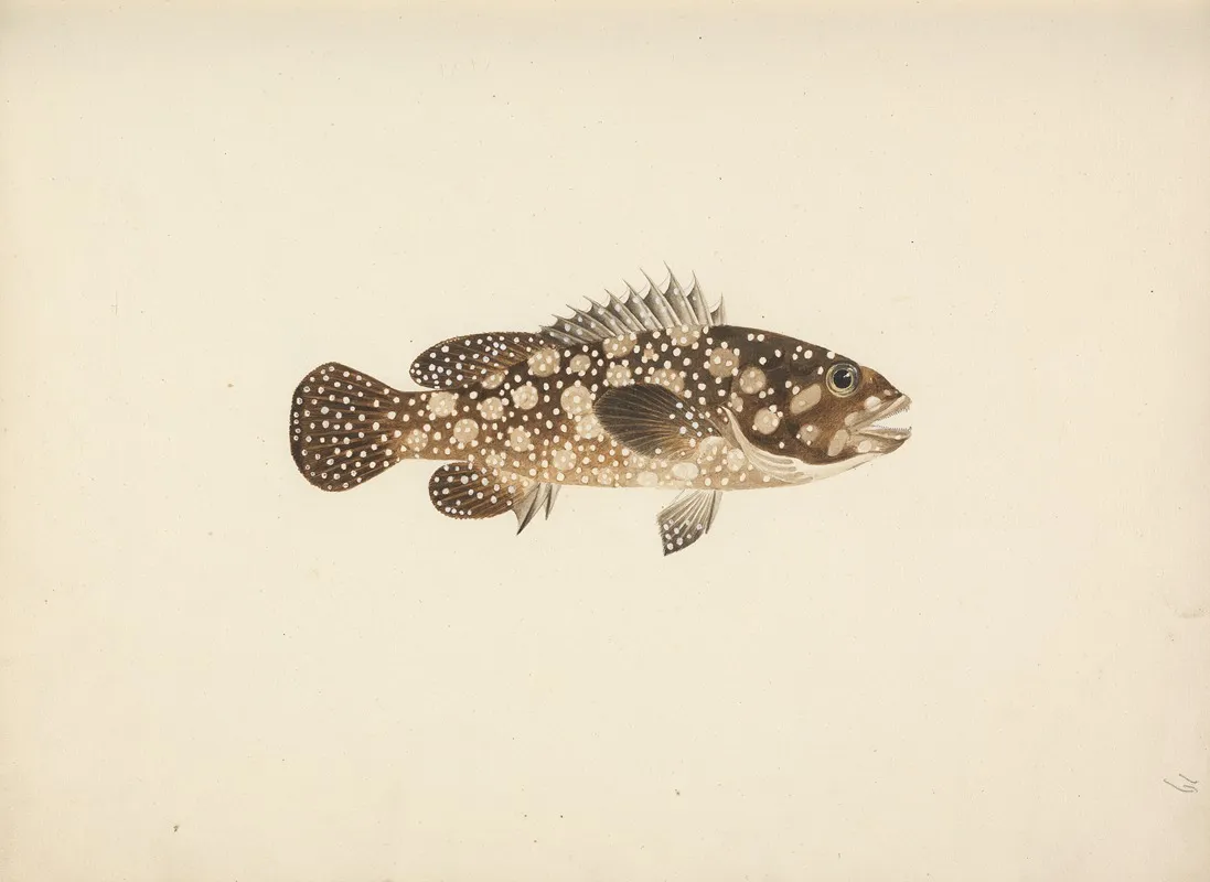 Unidentified Fish 18