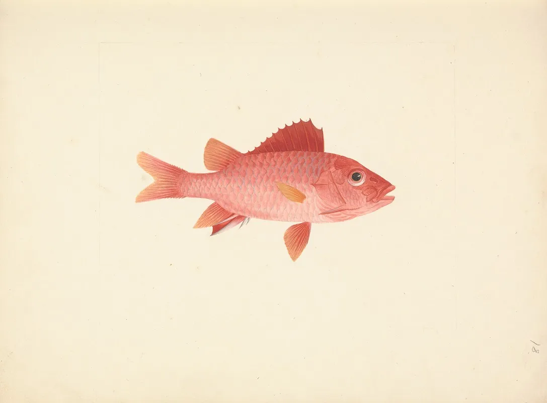 Unidentified Fish 19