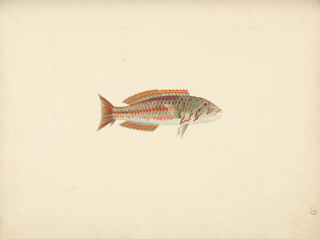 Unidentified Fish 22