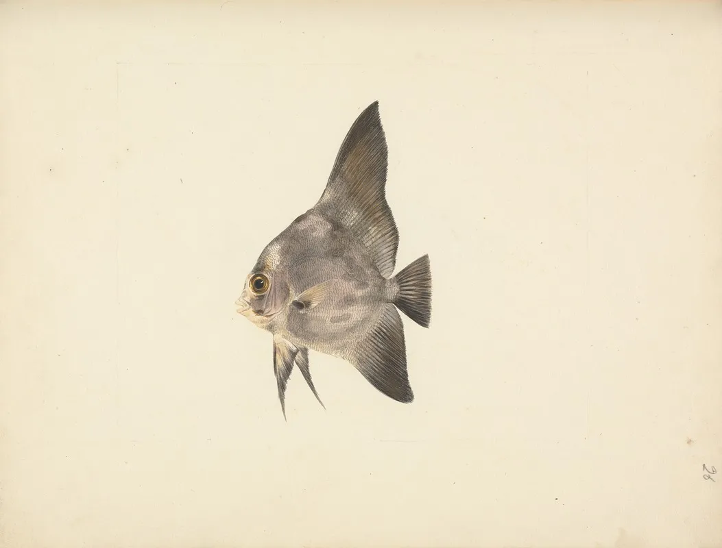 Unidentified Fish 24