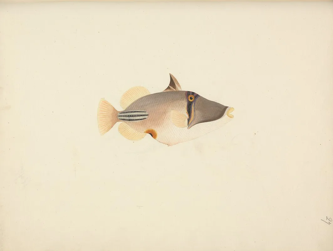 Unidentified Fish 25