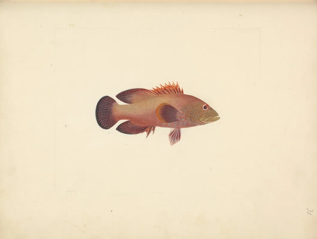 Unidentified Fish 26