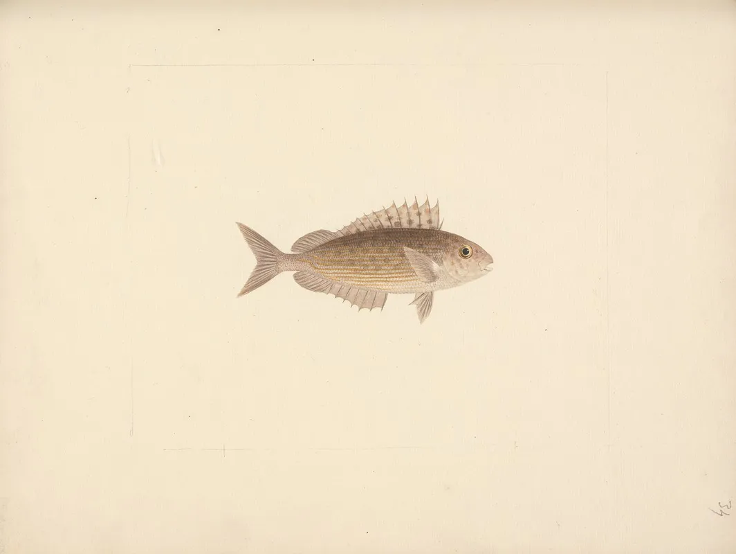 Unidentified Fish 27