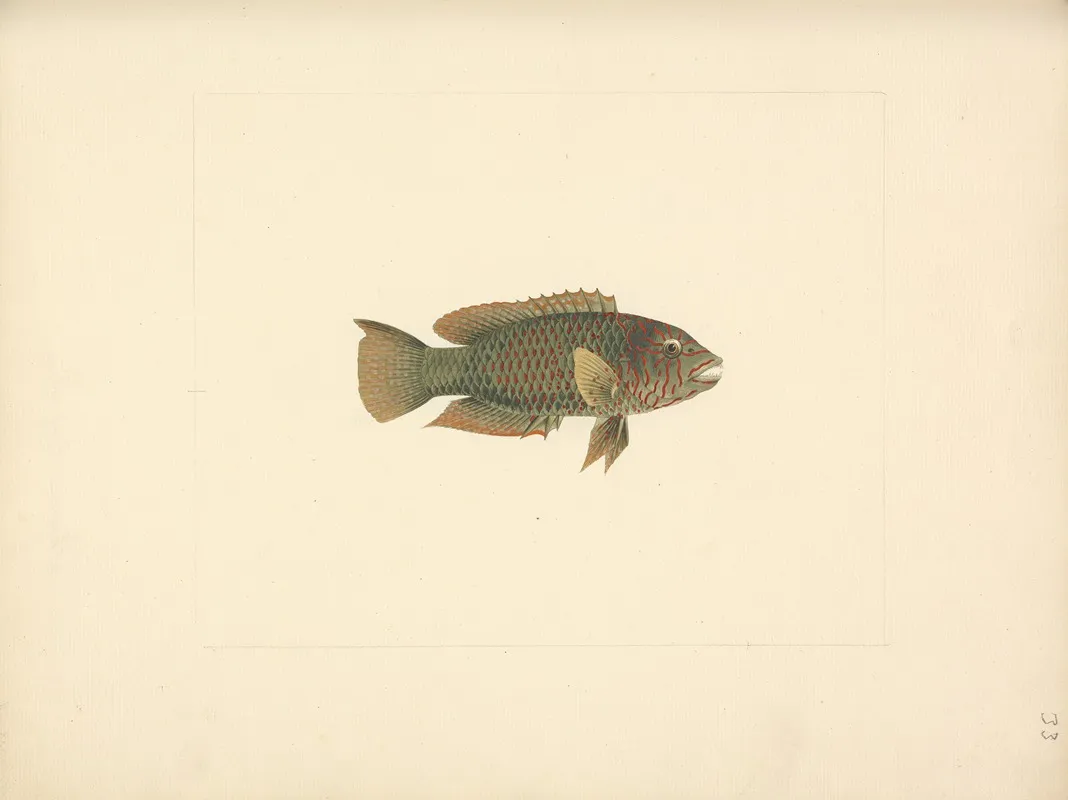 Unidentified Fish 33