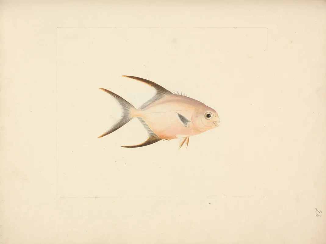 Unidentified Fish 36