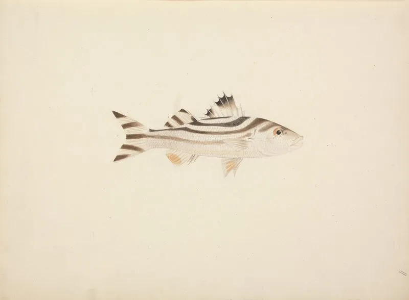 Unidentified Fish 9