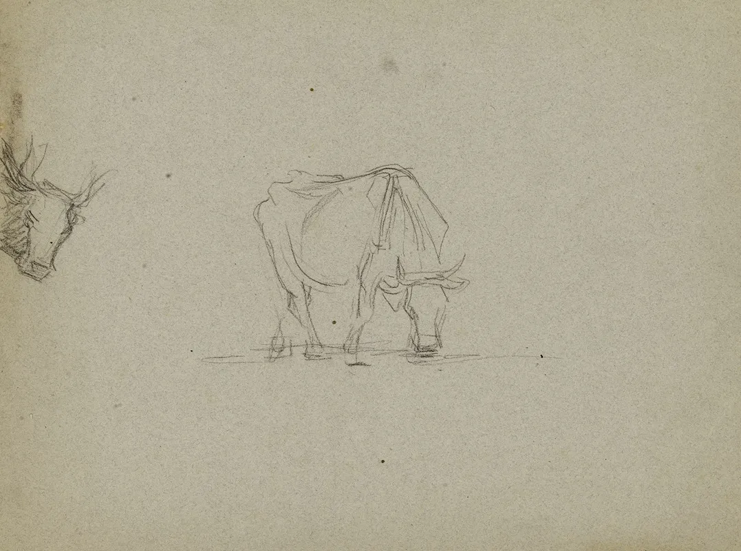 Vache Et Tete De Vache