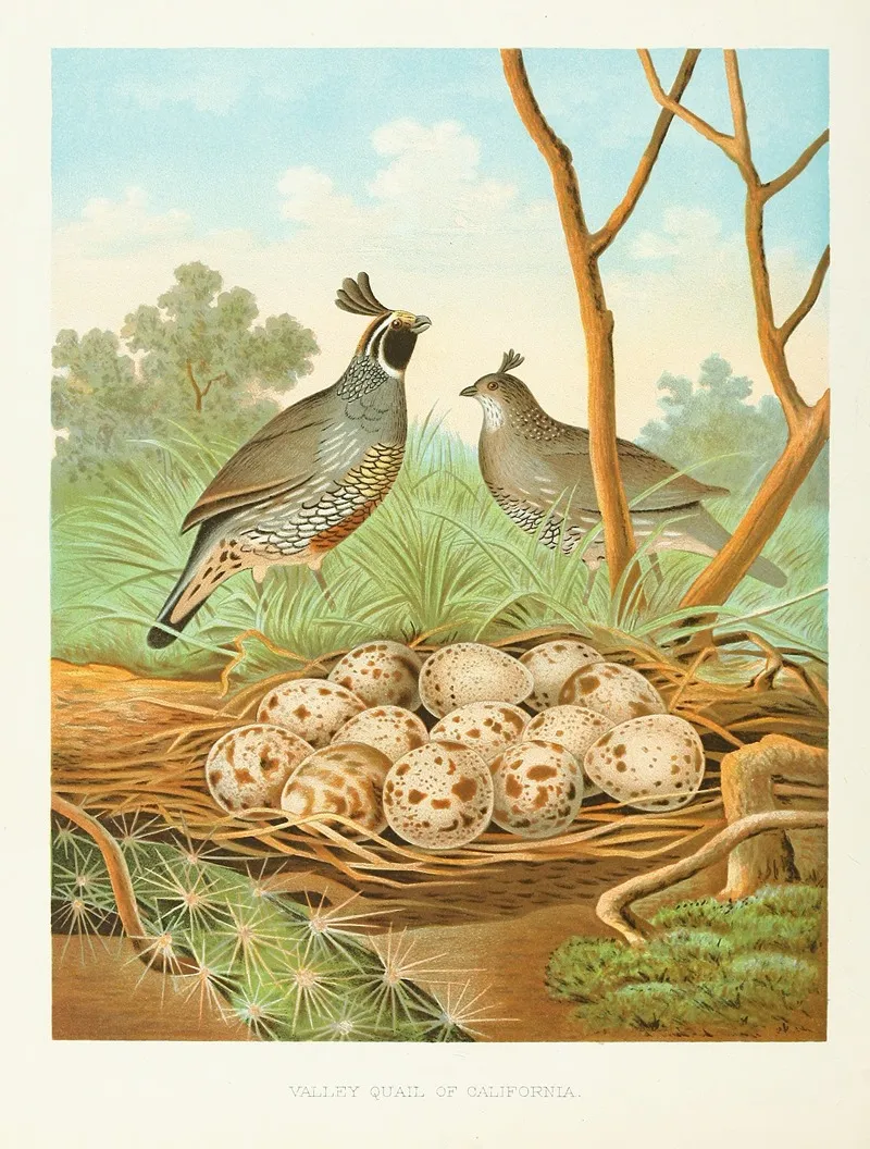 Valley Quail Of California by Edwin L. Sheppard - Canvas Print