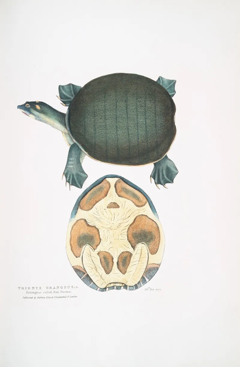Valvular Trionyx Emyda Punctata Trionyx Granosus