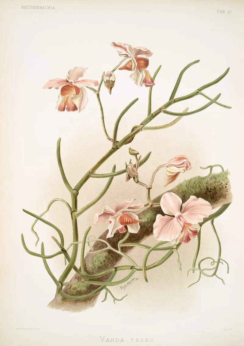 Vanda Teres by Frederick Sander - Canvas Print